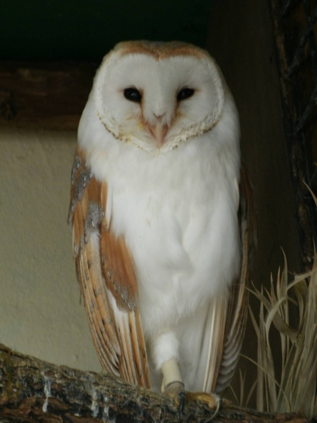 Some Photos of Animals At Mediterraneo Marine Park, Malta