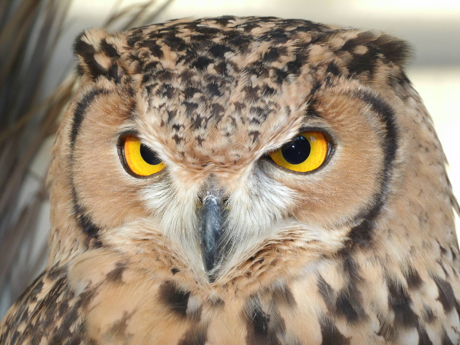 Some Photos of Animals At Mediterraneo Marine Park, Malta