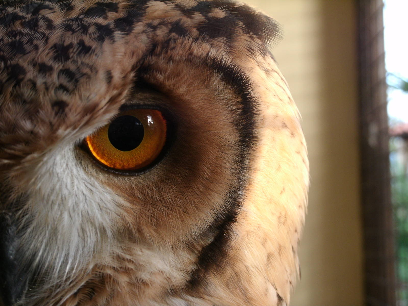 Some Photos of Animals At Mediterraneo Marine Park, Malta
