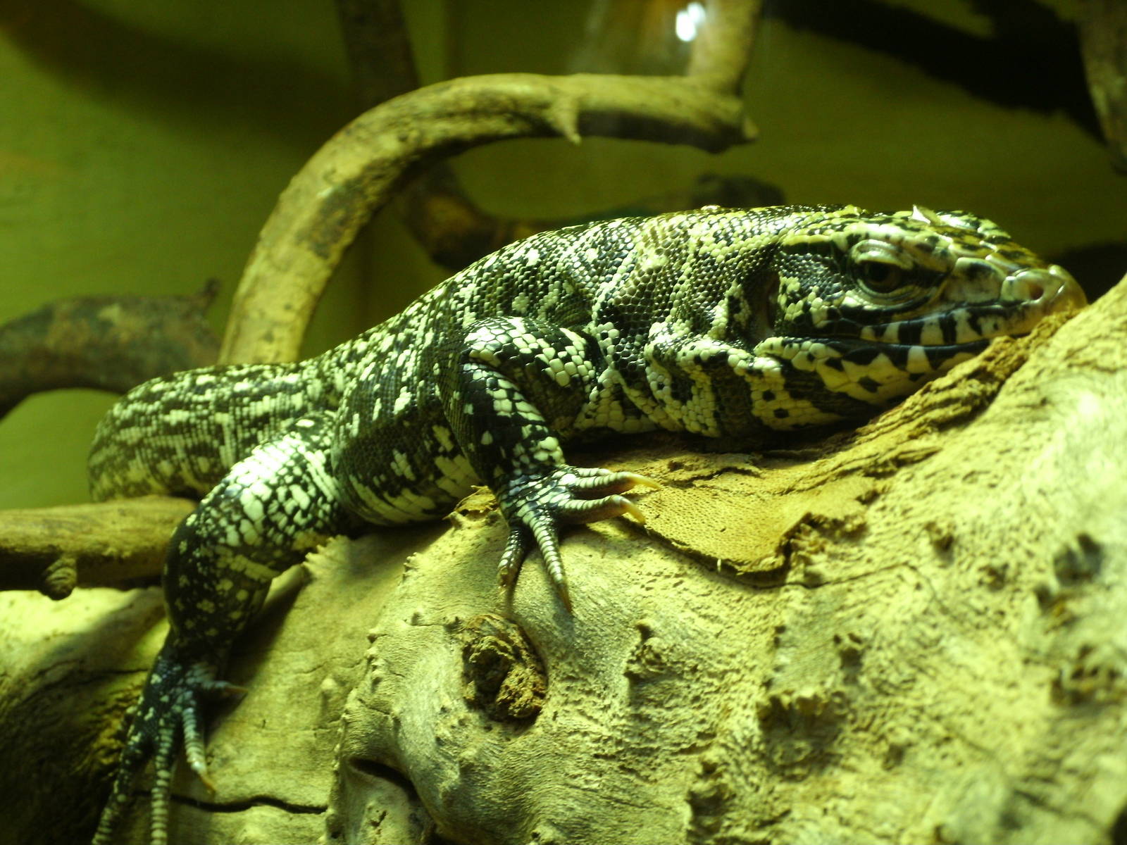 Some Photos of Animals At Mediterraneo Marine Park, Malta