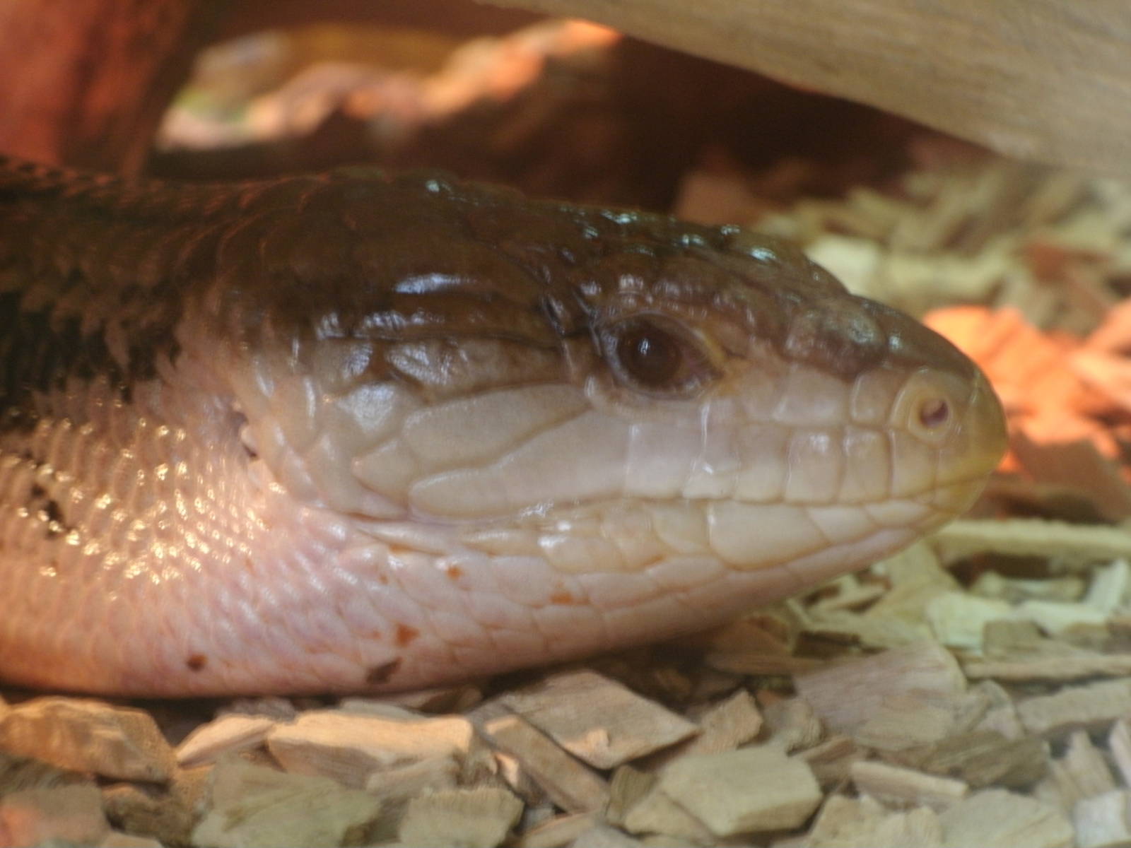 Some Photos of Animals At Mediterraneo Marine Park, Malta