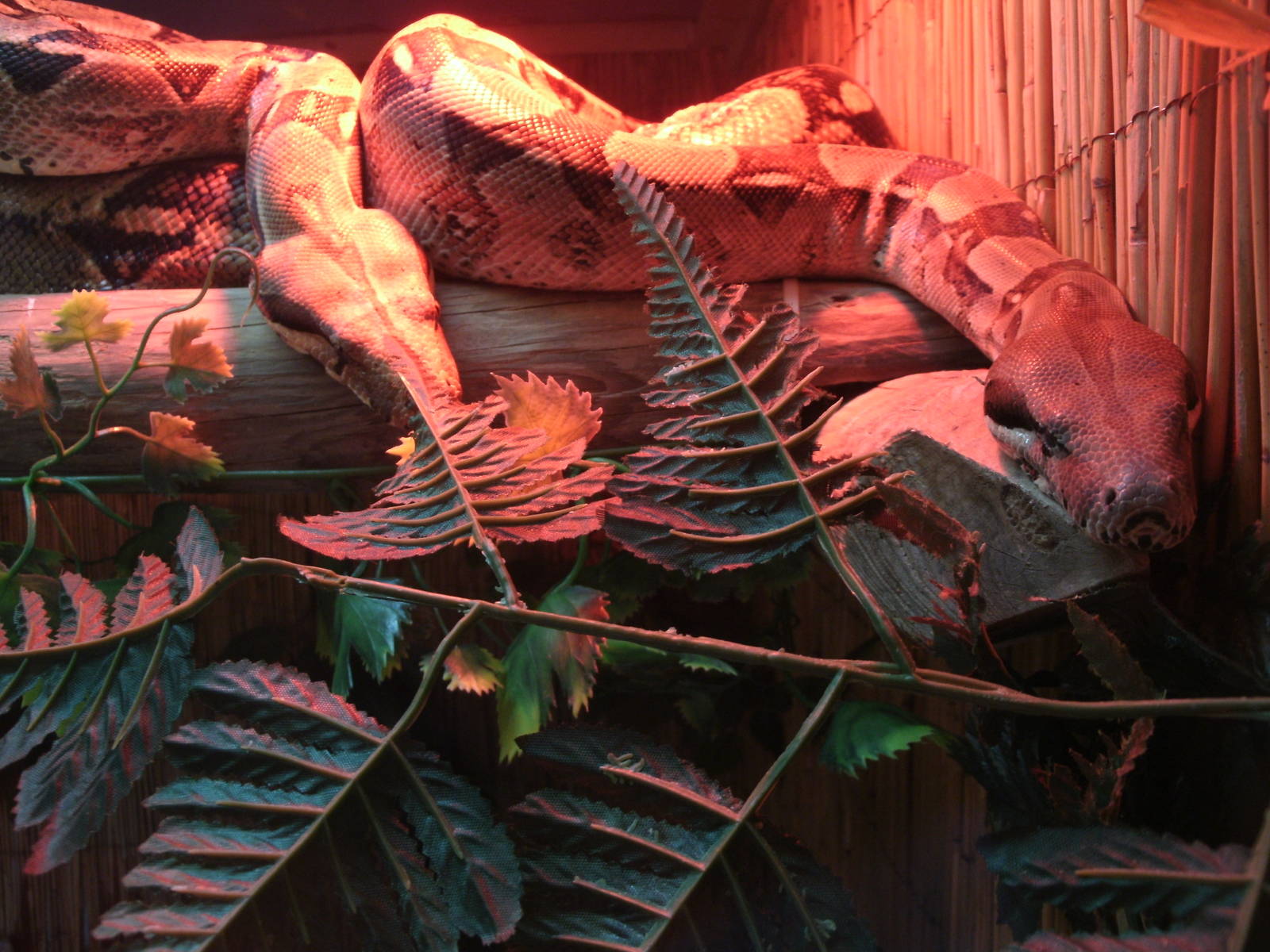 Some Photos of Animals At Mediterraneo Marine Park, Malta