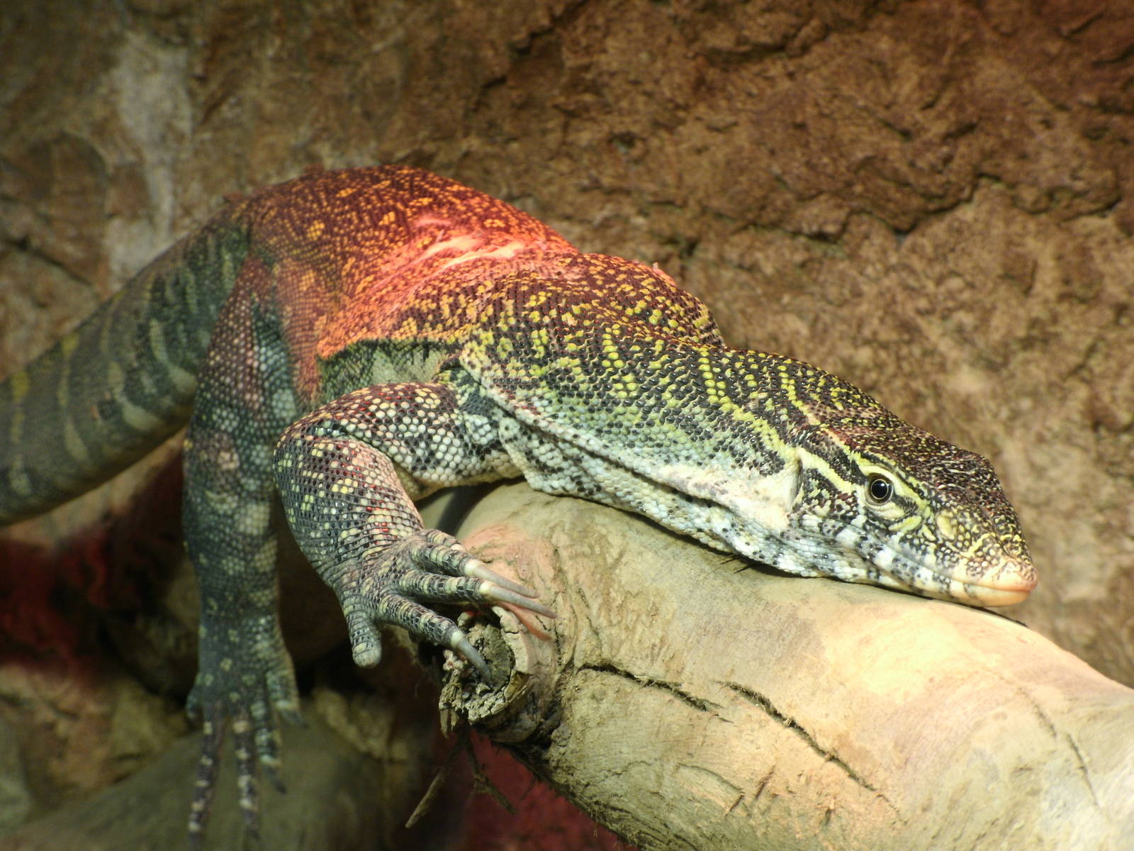 Some Photos of Animals At Mediterraneo Marine Park, Malta