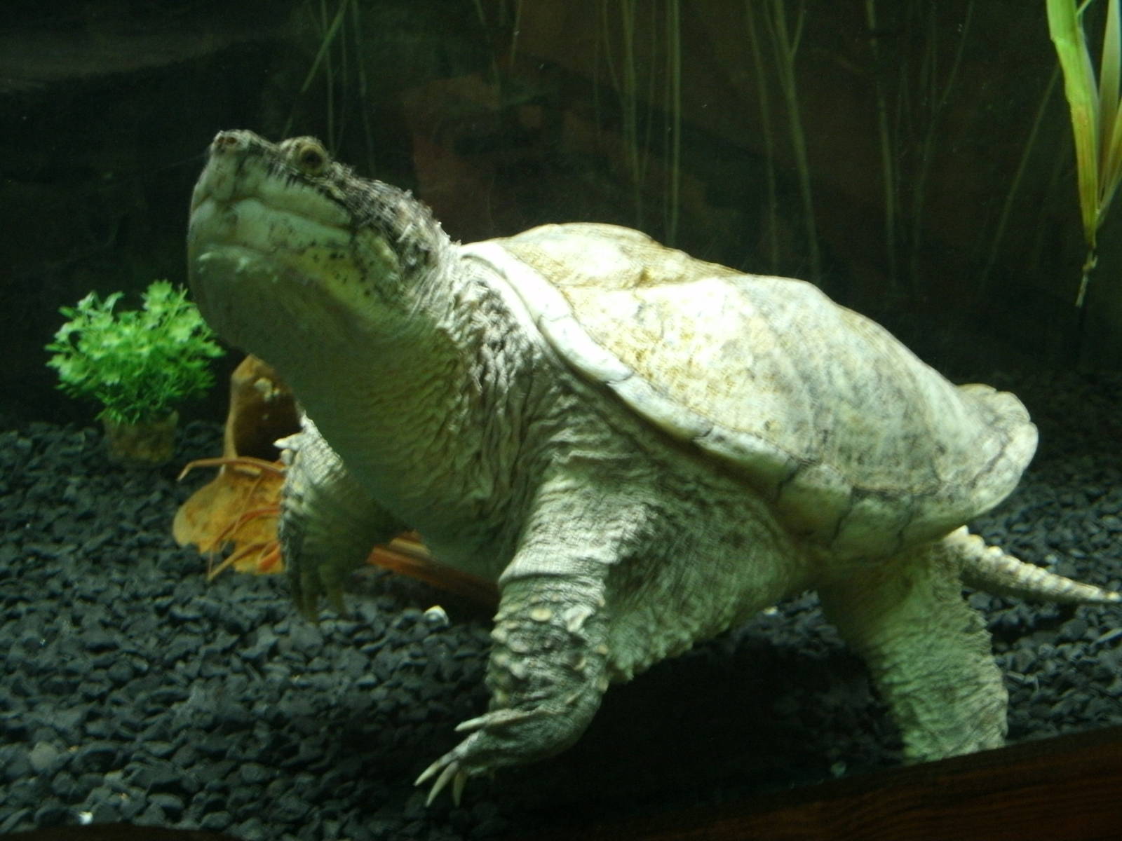 Some Photos of Animals At Mediterraneo Marine Park, Malta