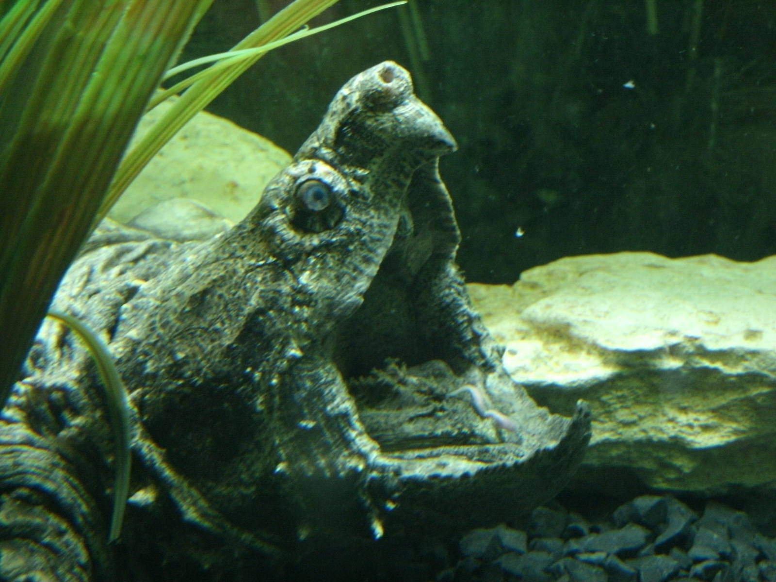 Some Photos of Animals At Mediterraneo Marine Park, Malta