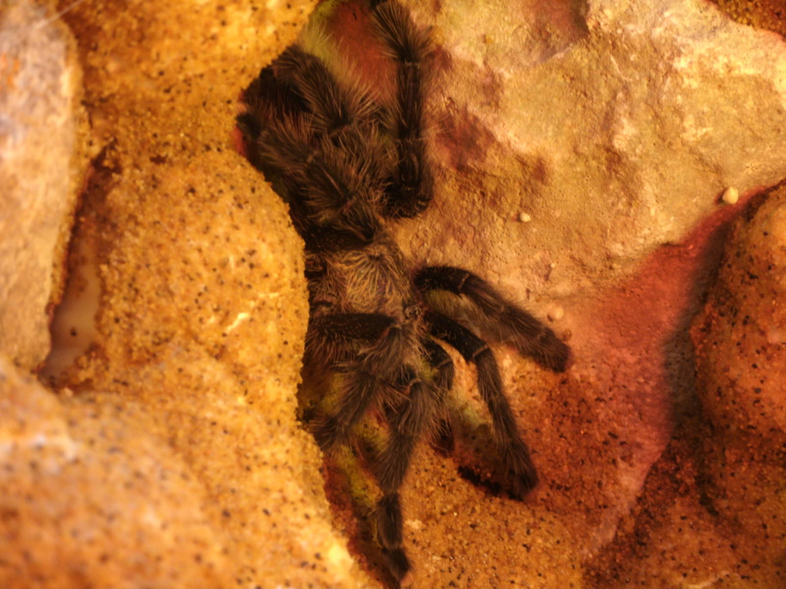 Some Photos of Animals At Mediterraneo Marine Park, Malta