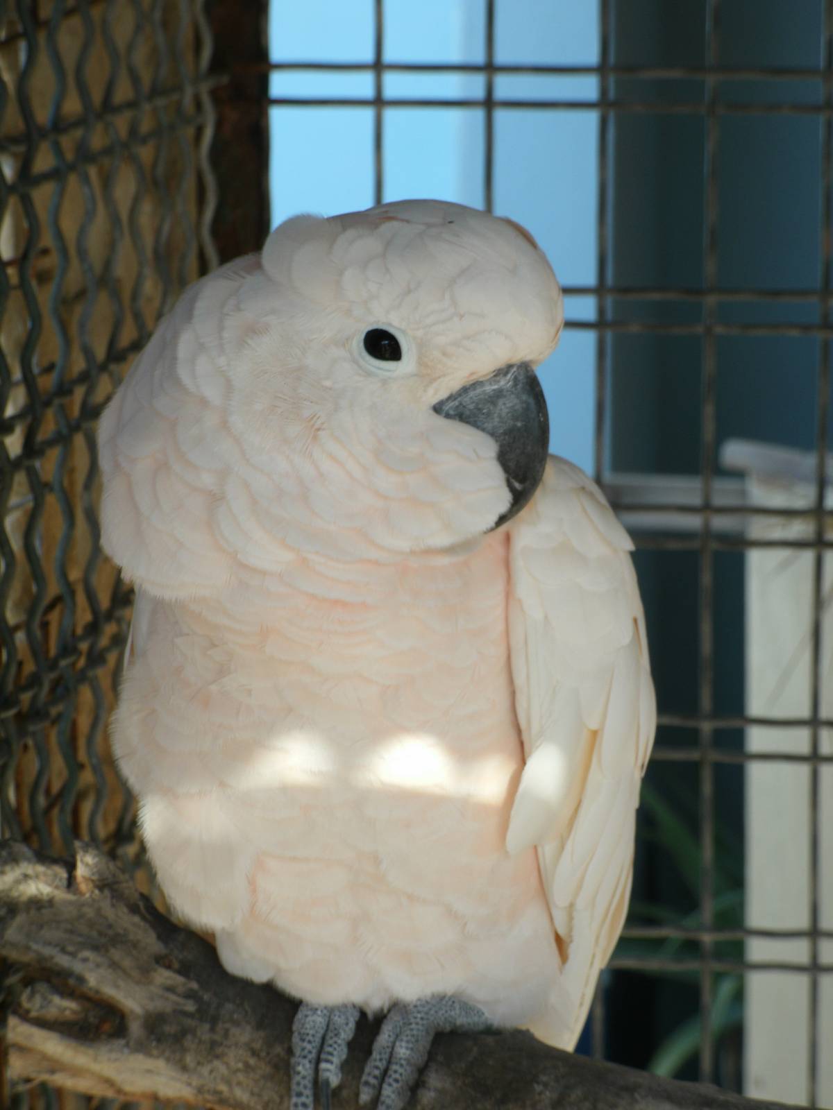 Some Photos of Animals At Mediterraneo Marine Park, Malta