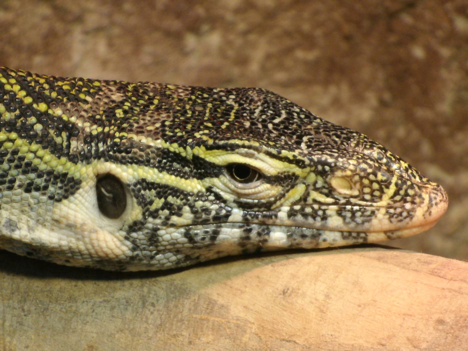 Some Photos of Animals At Mediterraneo Marine Park, Malta