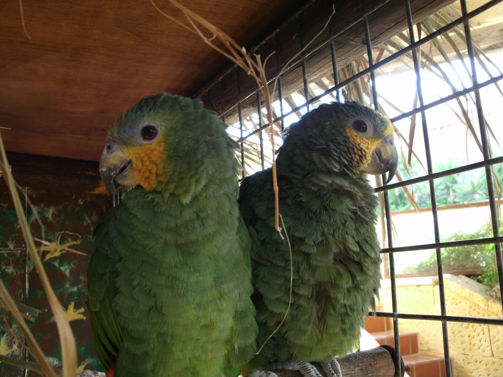Some Photos of Animals At Mediterraneo Marine Park, Malta