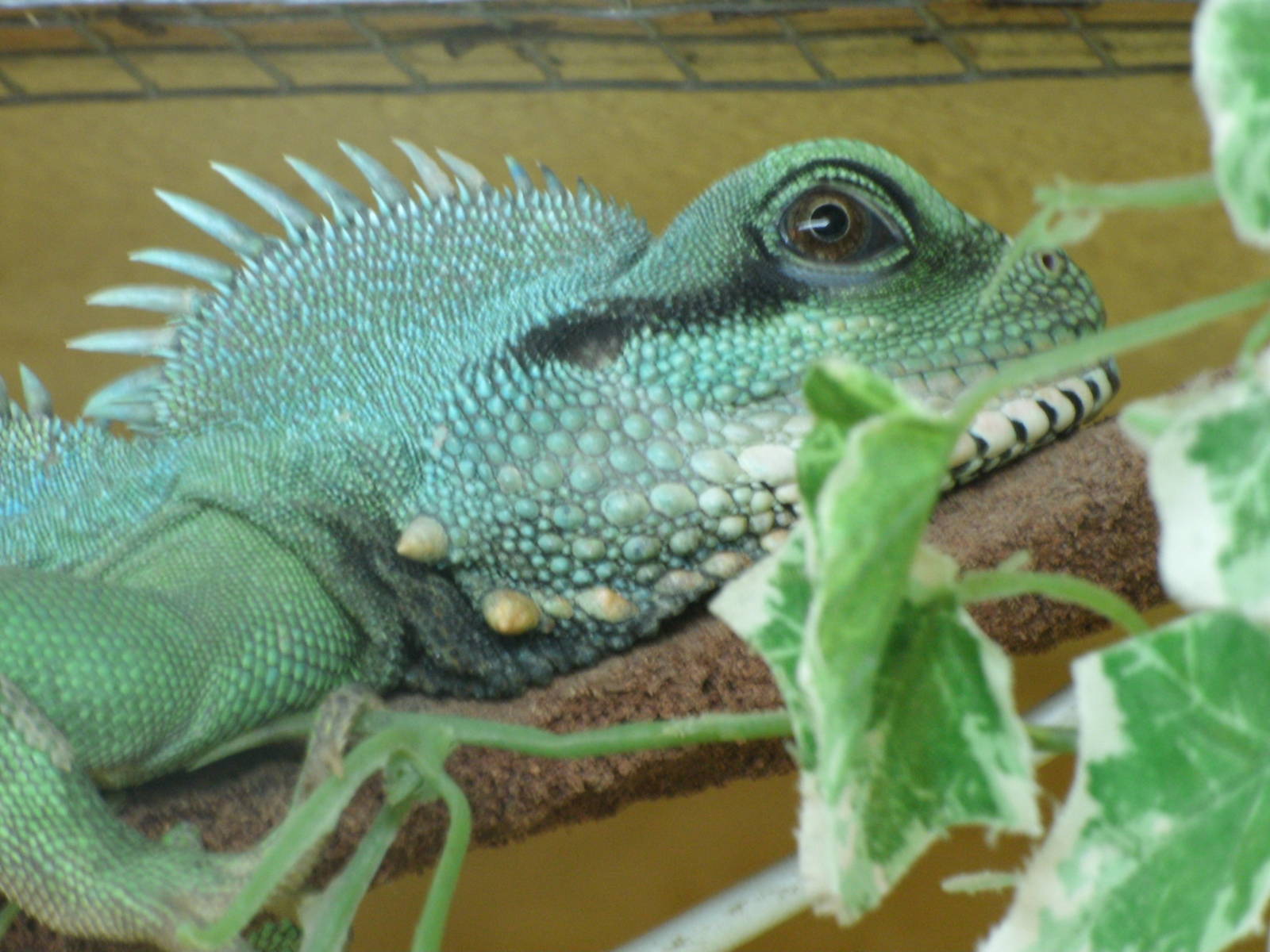 Some Photos of Animals At Mediterraneo Marine Park, Malta