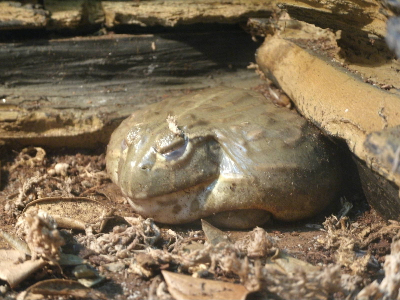 Some Photos of Animals At Mediterraneo Marine Park, Malta