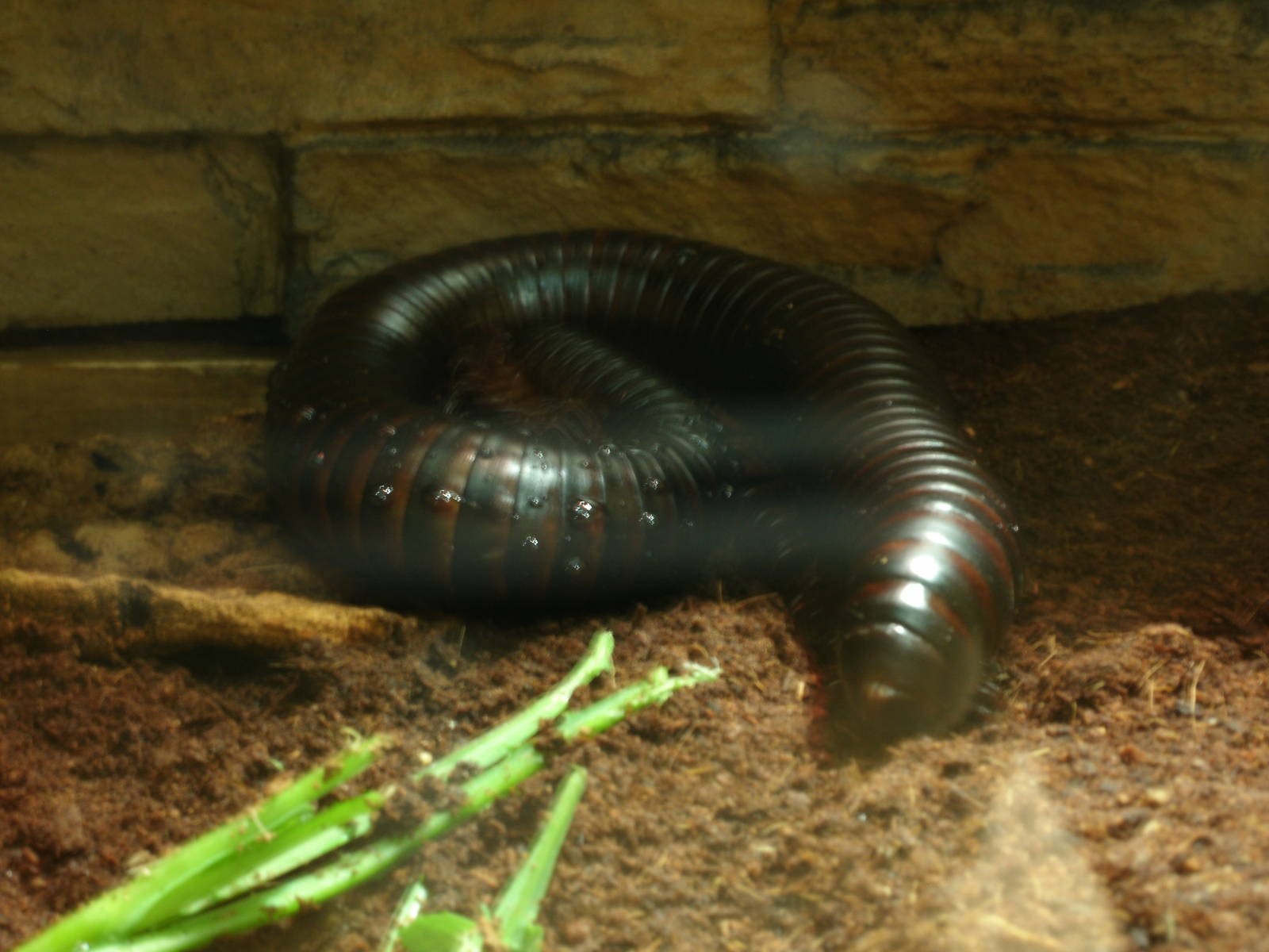 Some Photos of Animals At Mediterraneo Marine Park, Malta