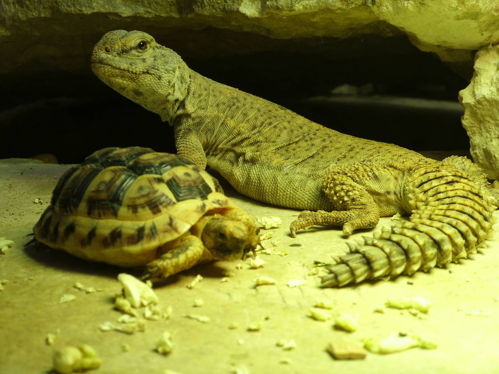 Some Photos of Animals At Mediterraneo Marine Park, Malta