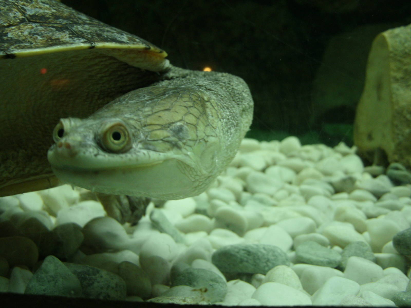 Some Photos of Animals At Mediterraneo Marine Park, Malta