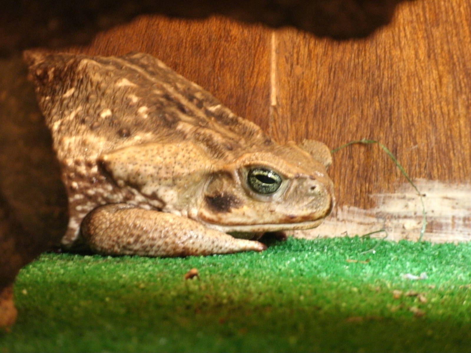 Some Photos of Animals At Mediterraneo Marine Park, Malta