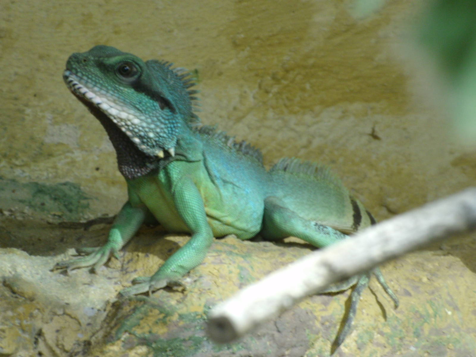 Some Photos of Animals At Mediterraneo Marine Park, Malta