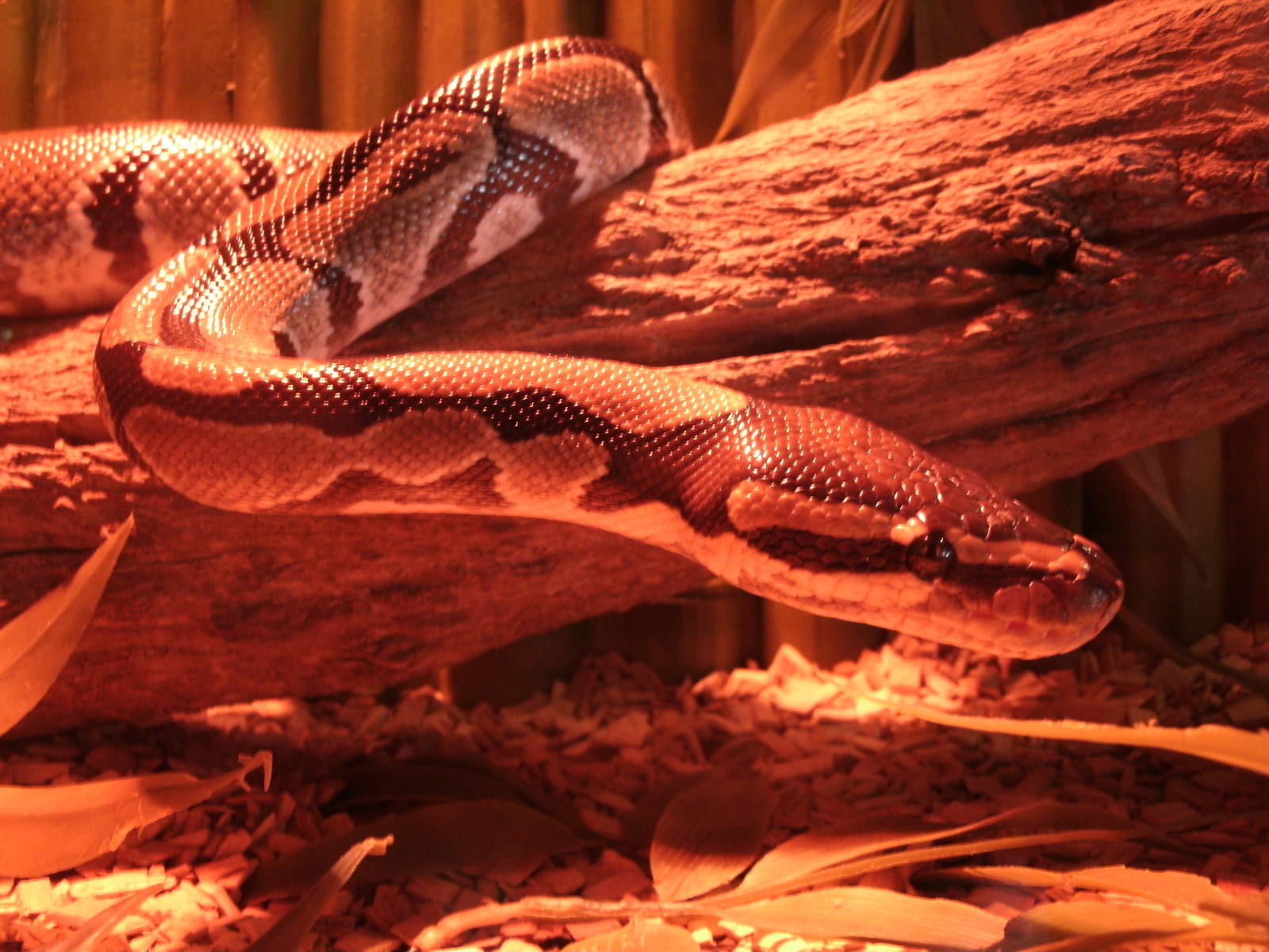 Some Photos of Animals At Mediterraneo Marine Park, Malta