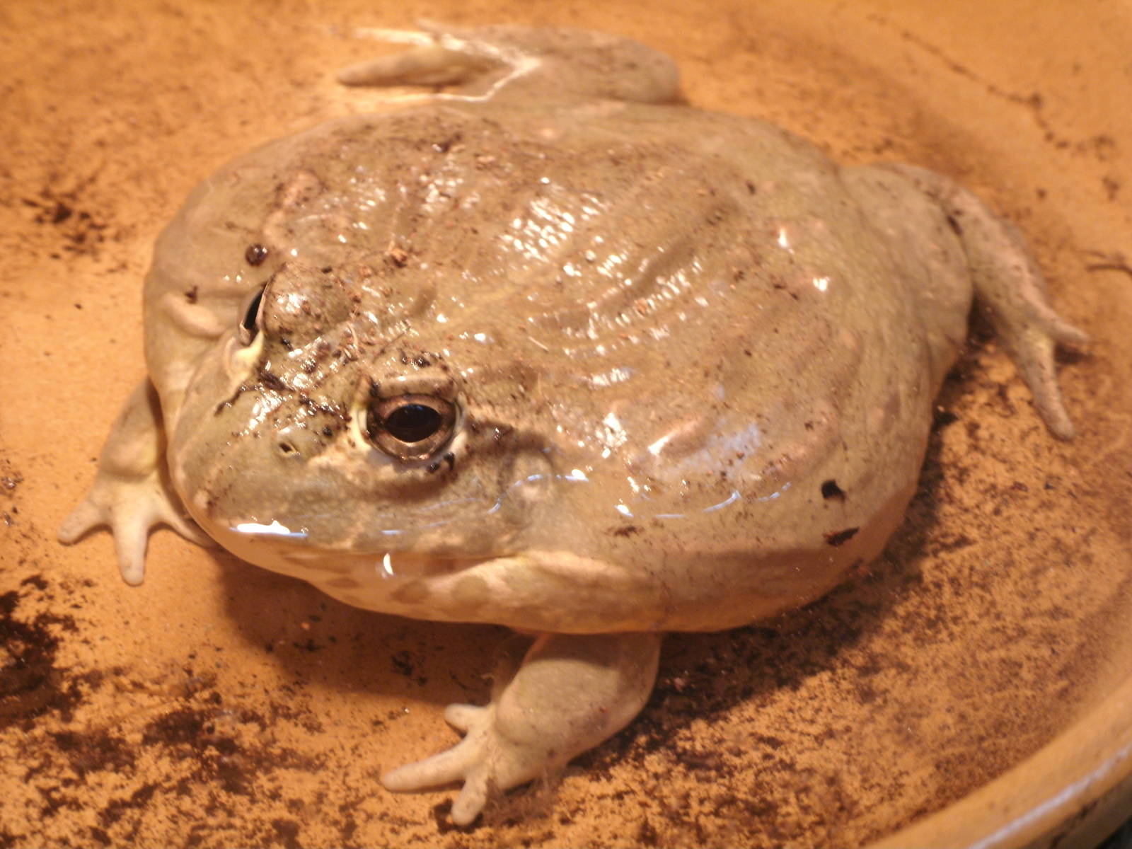 Some Photos of Animals At Mediterraneo Marine Park, Malta