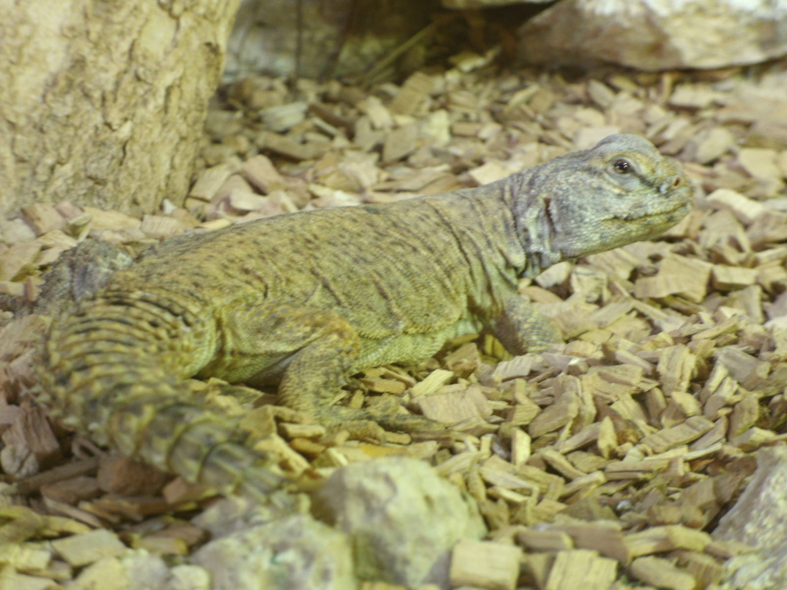 Some Photos of Animals At Mediterraneo Marine Park, Malta