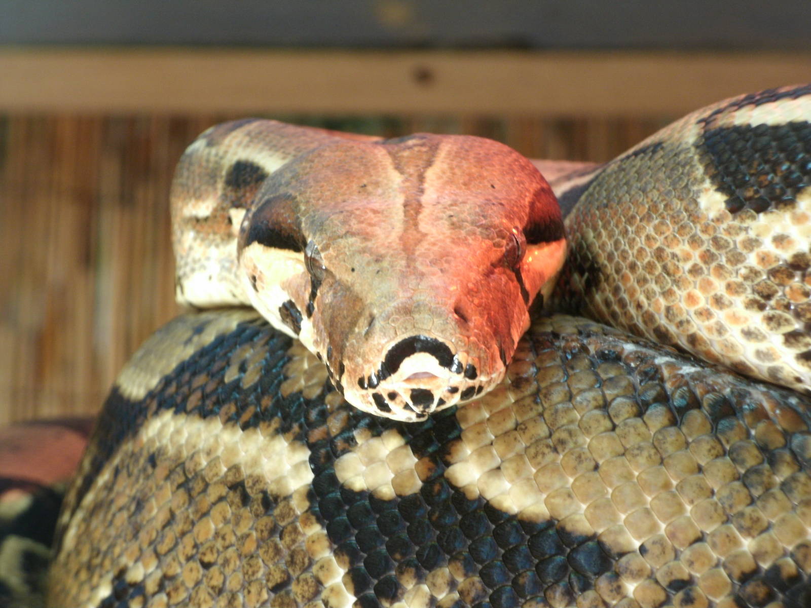 Some Photos of Animals At Mediterraneo Marine Park, Malta