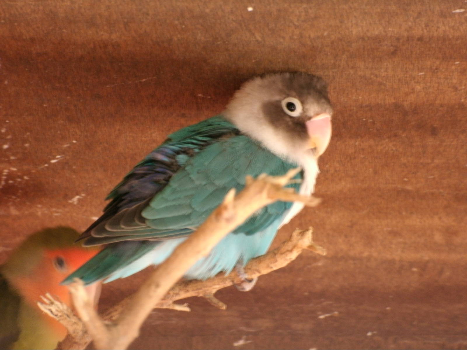 Some Photos of Animals At Mediterraneo Marine Park, Malta