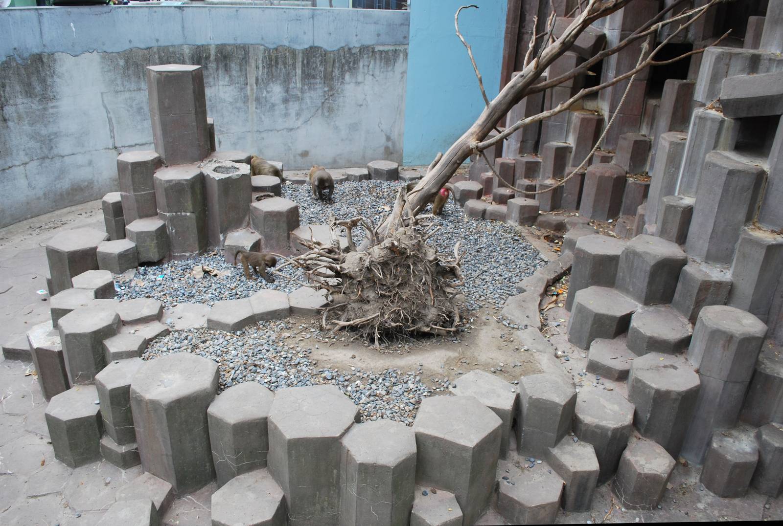 Some pictures of the hamadrya baboon exhibit at Copenhagen Zoo - outdoor an