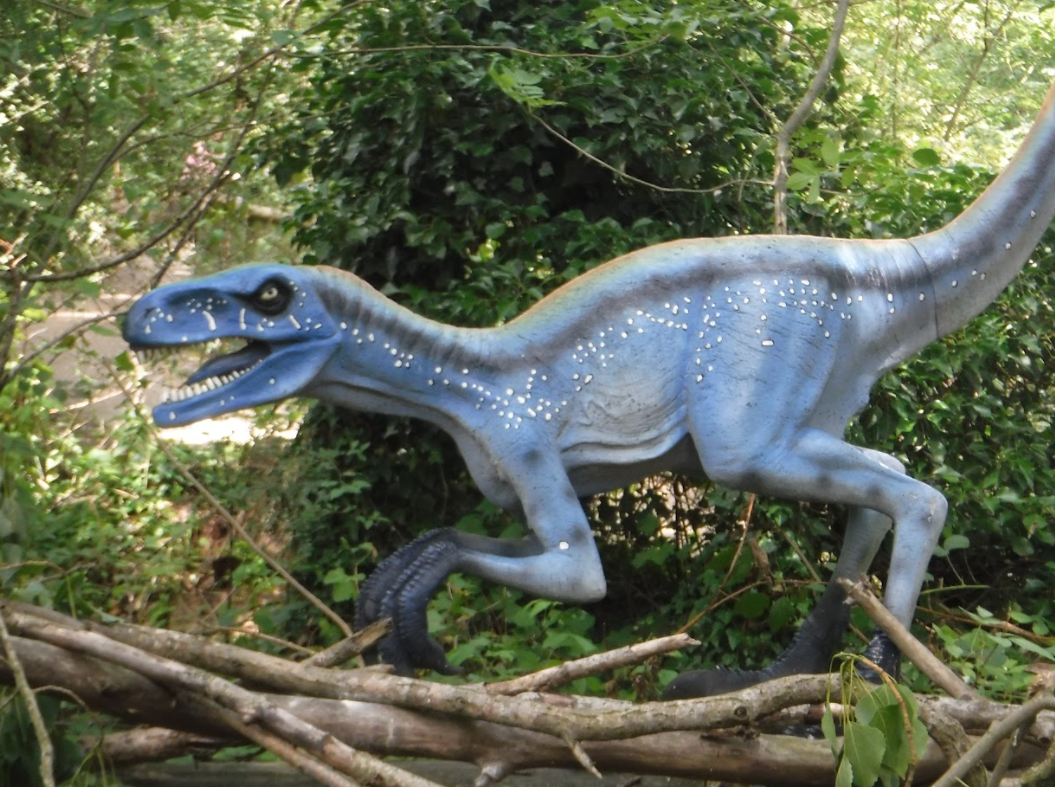 Some Raptor - Birdland 2020