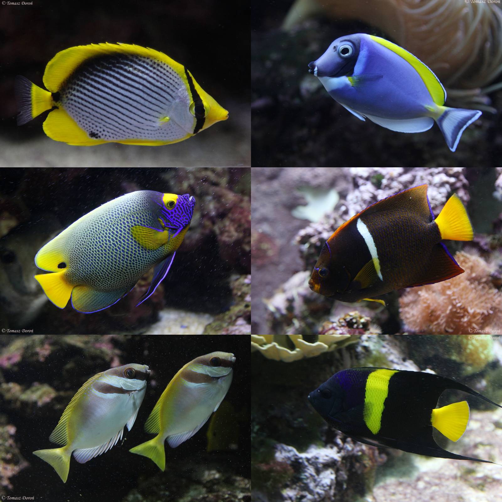 Some residents of the aquarium building at Wilhelma Stuttgart, October 2014