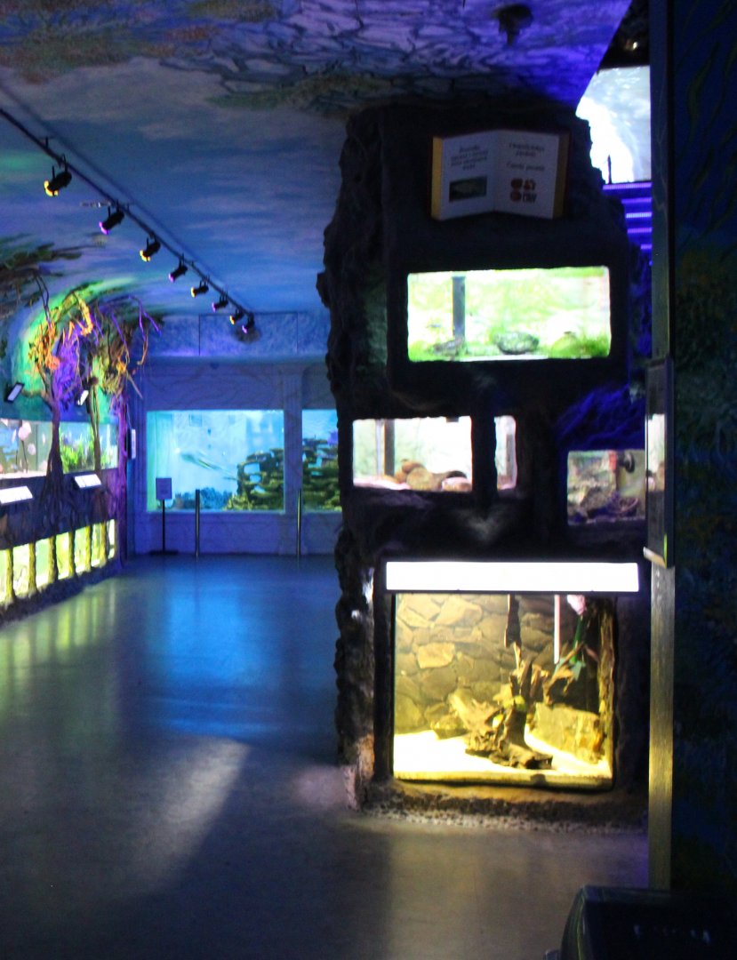 Some smaller freshwater tanks