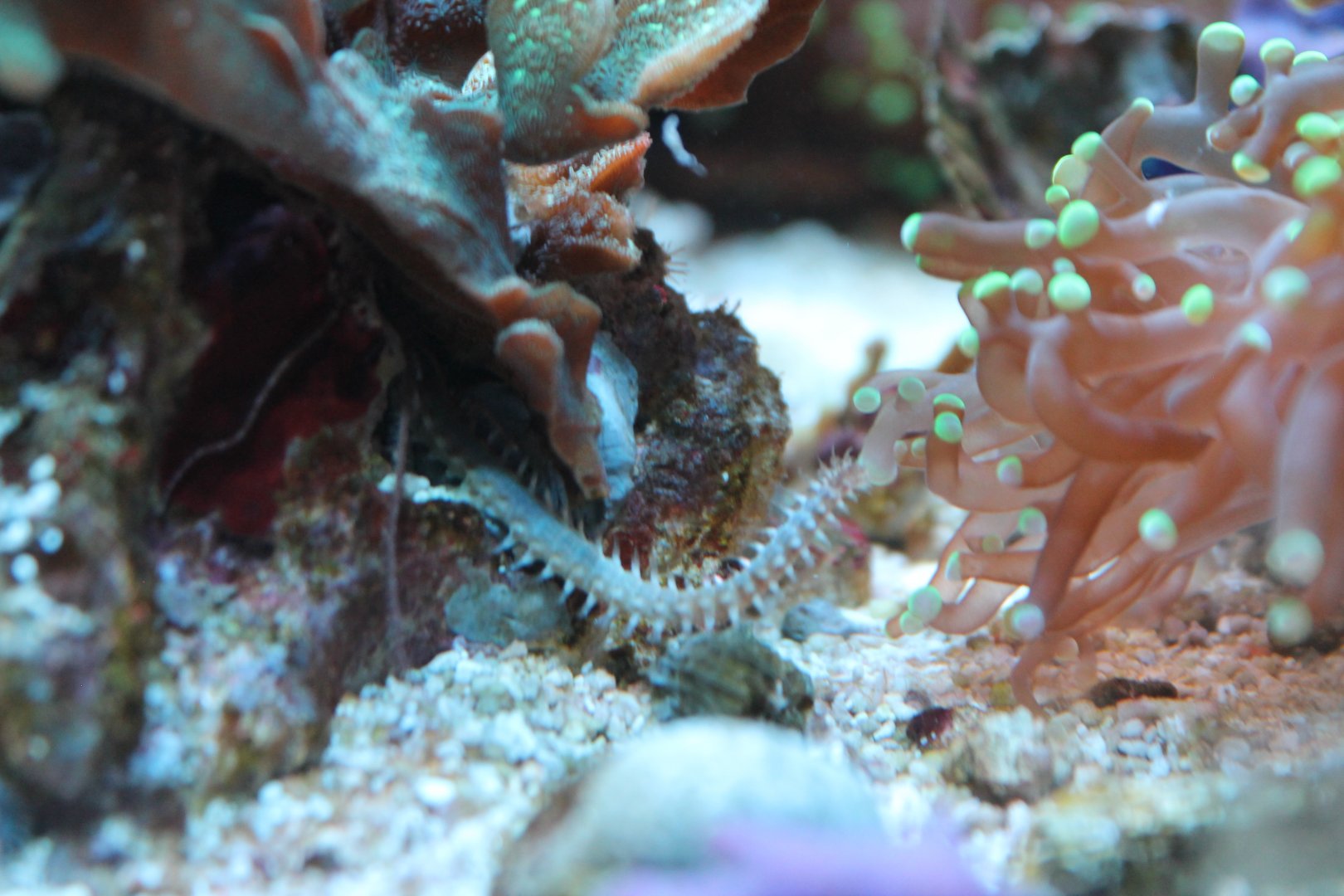 Some sort of bristle worm??