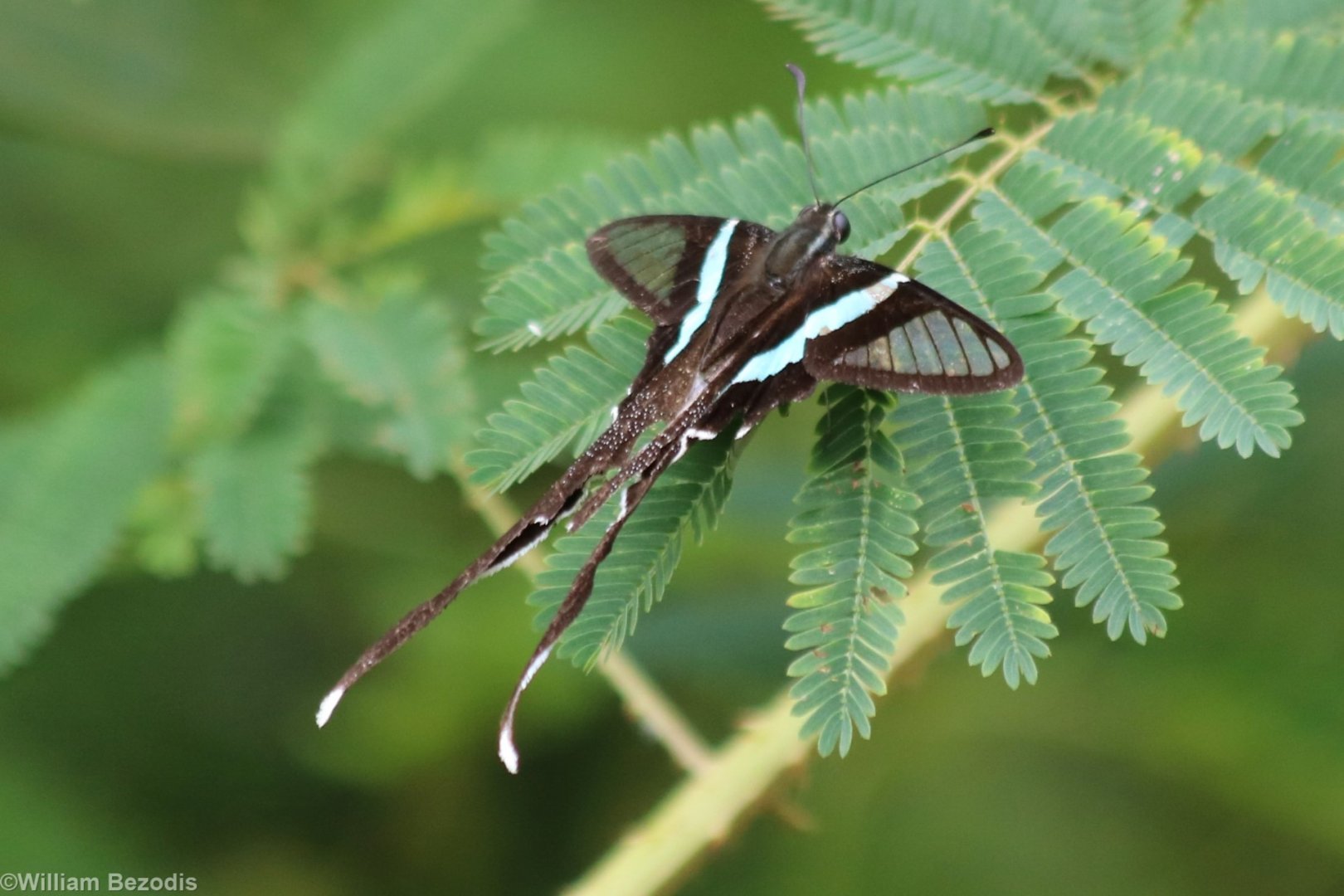 Some Sort of Butterfly Thing - Cat Tien