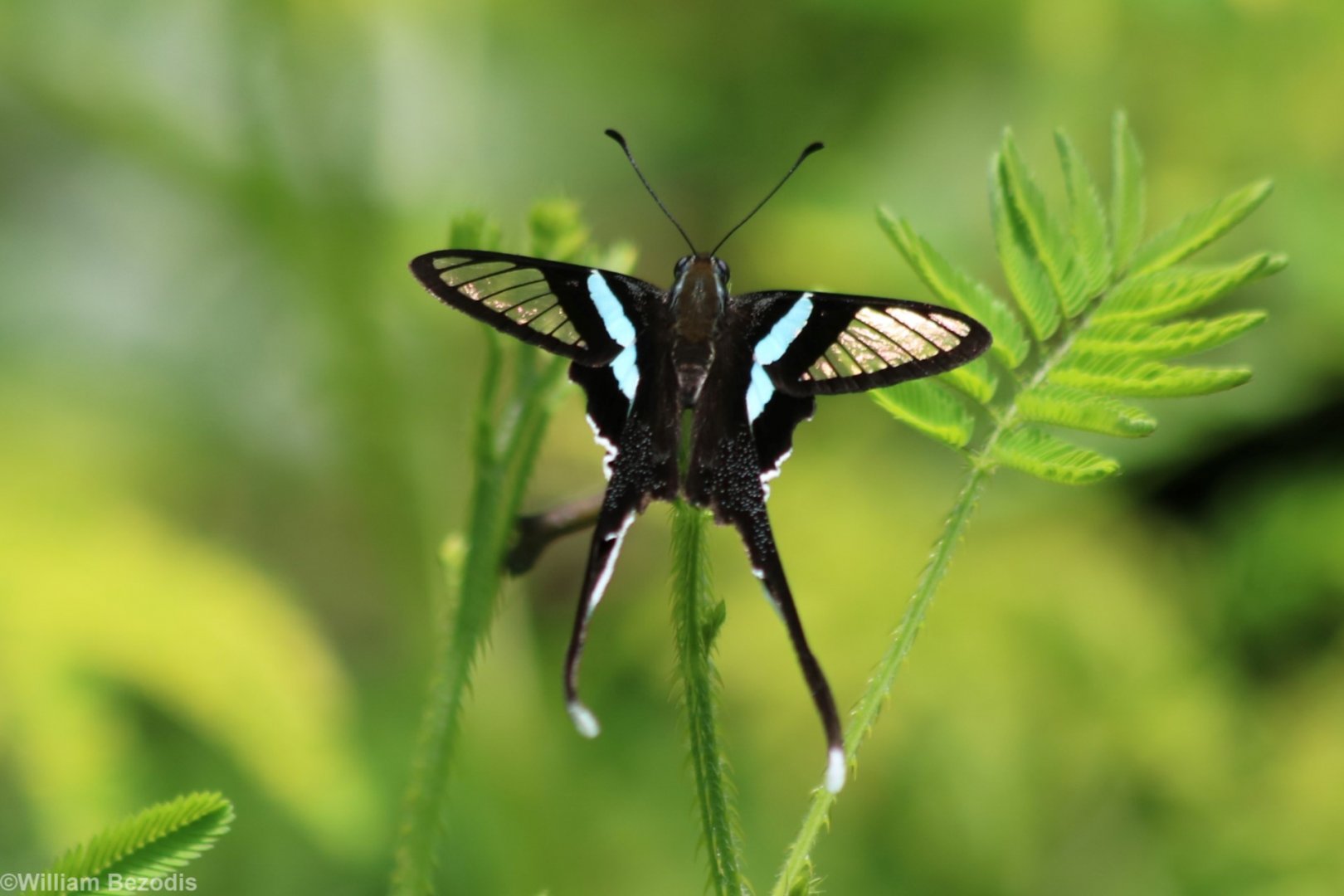 Some Sort of Butterfly Thing - Cat Tien
