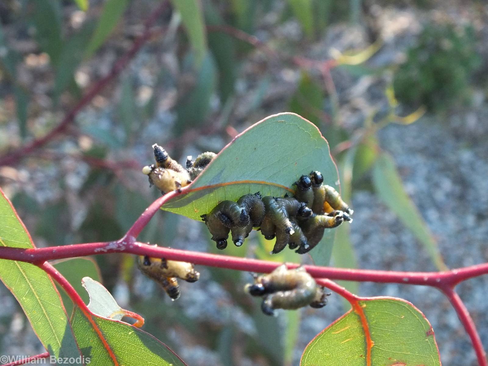 Some Sort of Caterpillars