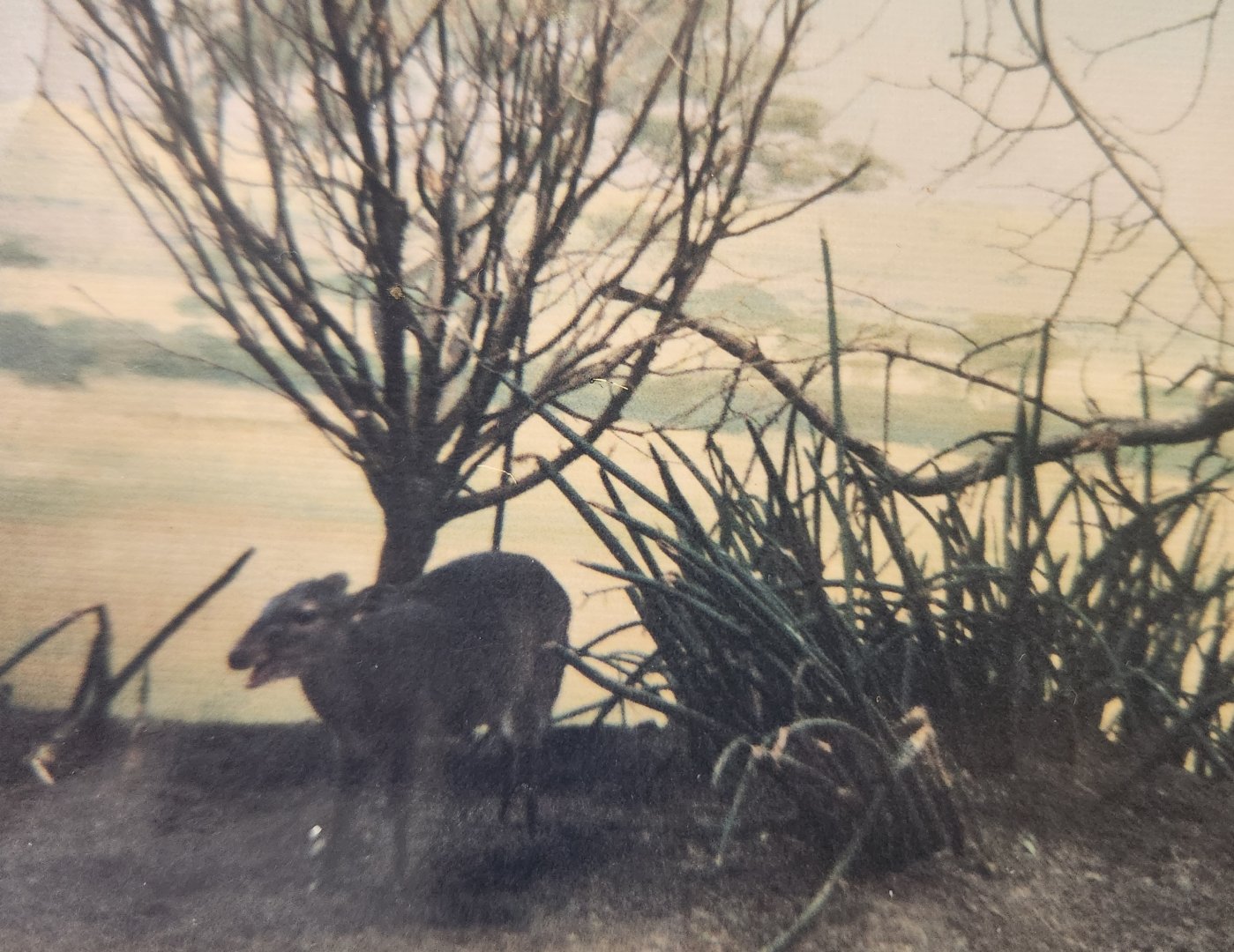Some sort of duiker - Bronx Zoo (1990s)
