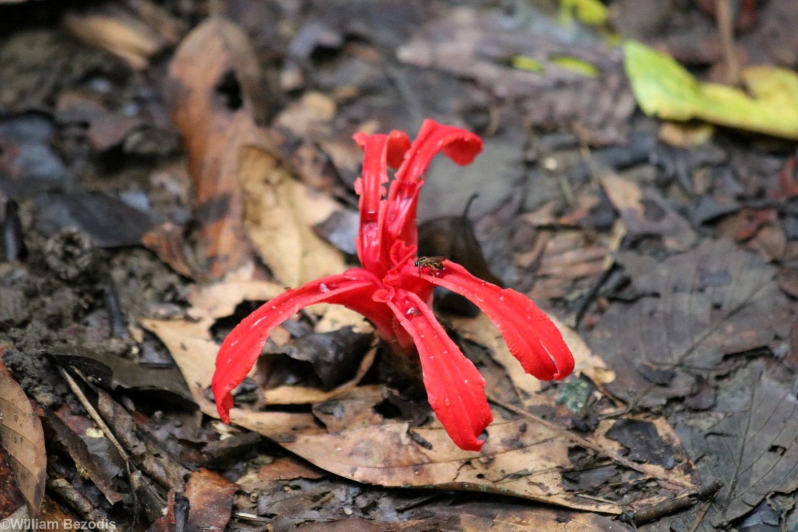 Some Sort of Flower - Danum Valley
