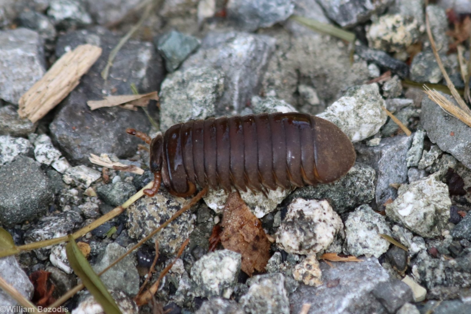 Some Sort of Pill Woodlouse Thing - Sepilok