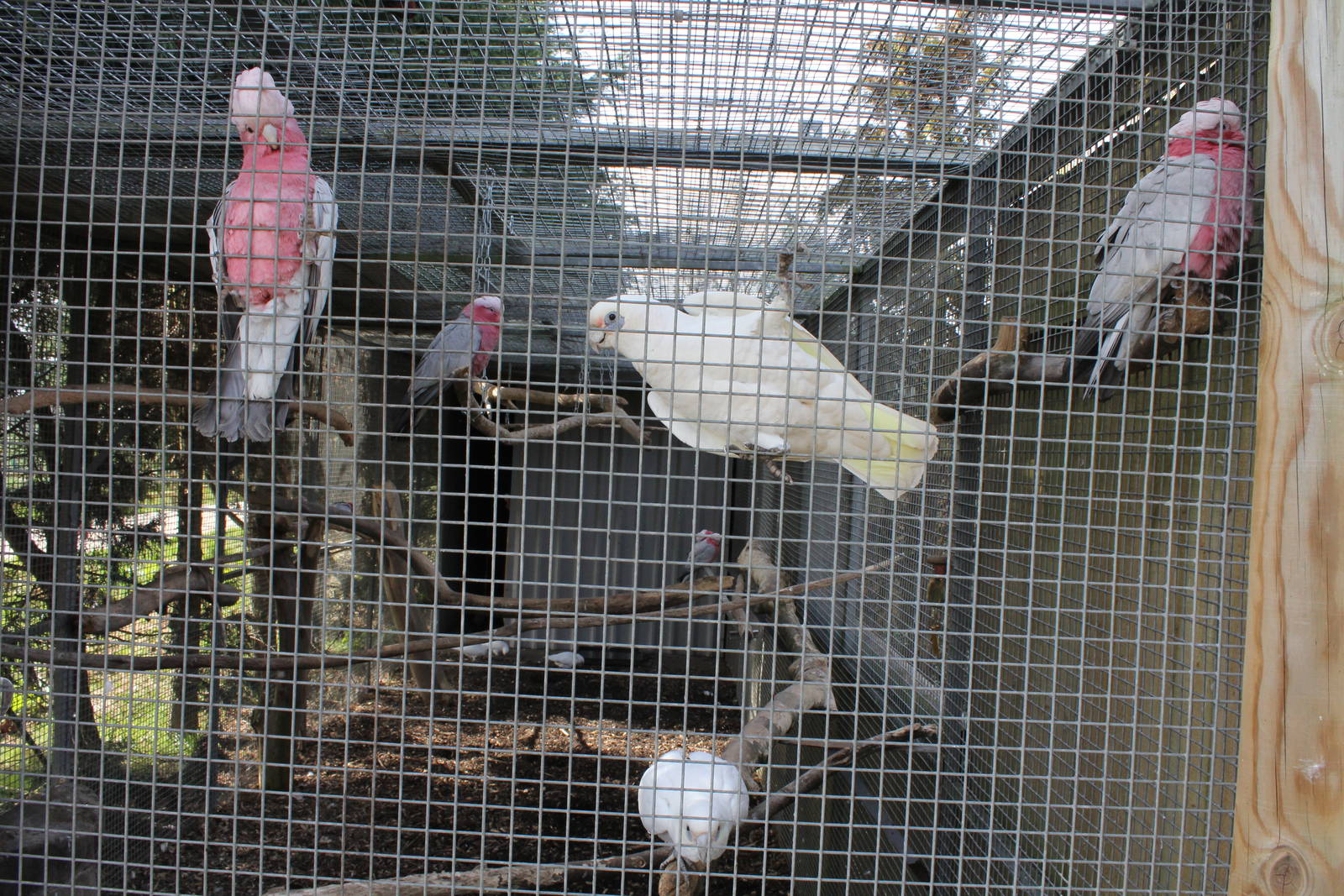 Some sort of pink cockatoo aviary. 2-4-15