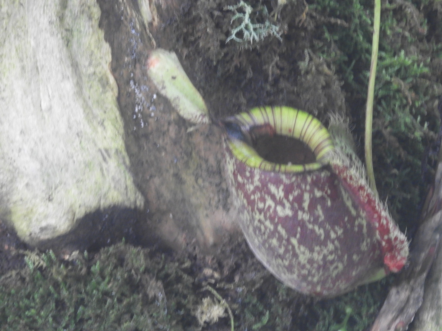 Some sort of pitcher plant