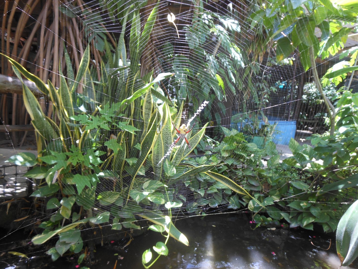 Some sort of spider over the carp pond - Identification help?