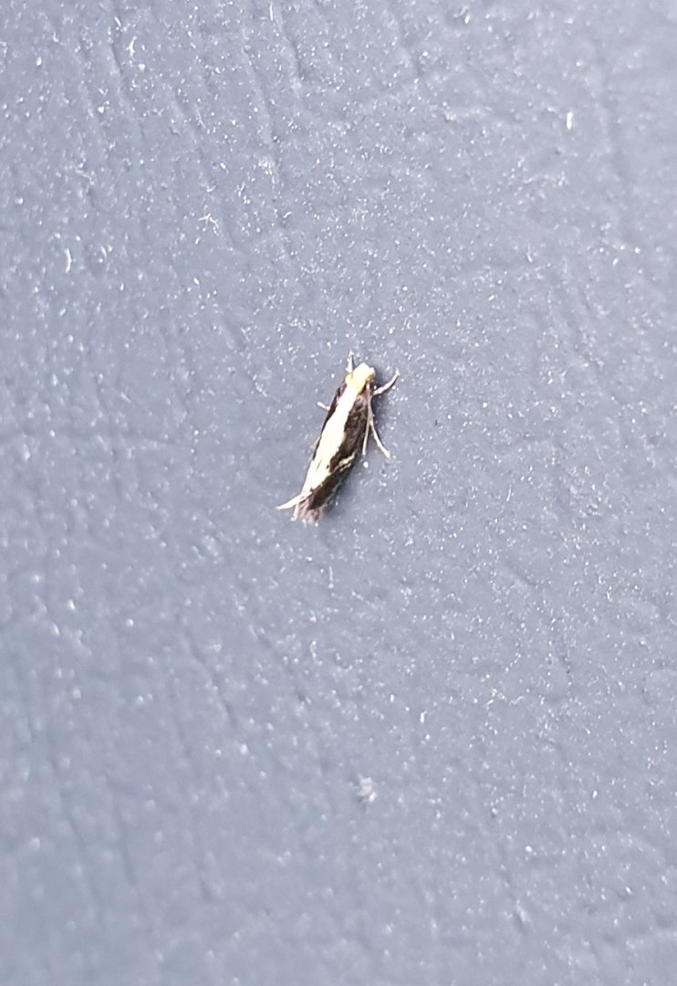 Some species of moth