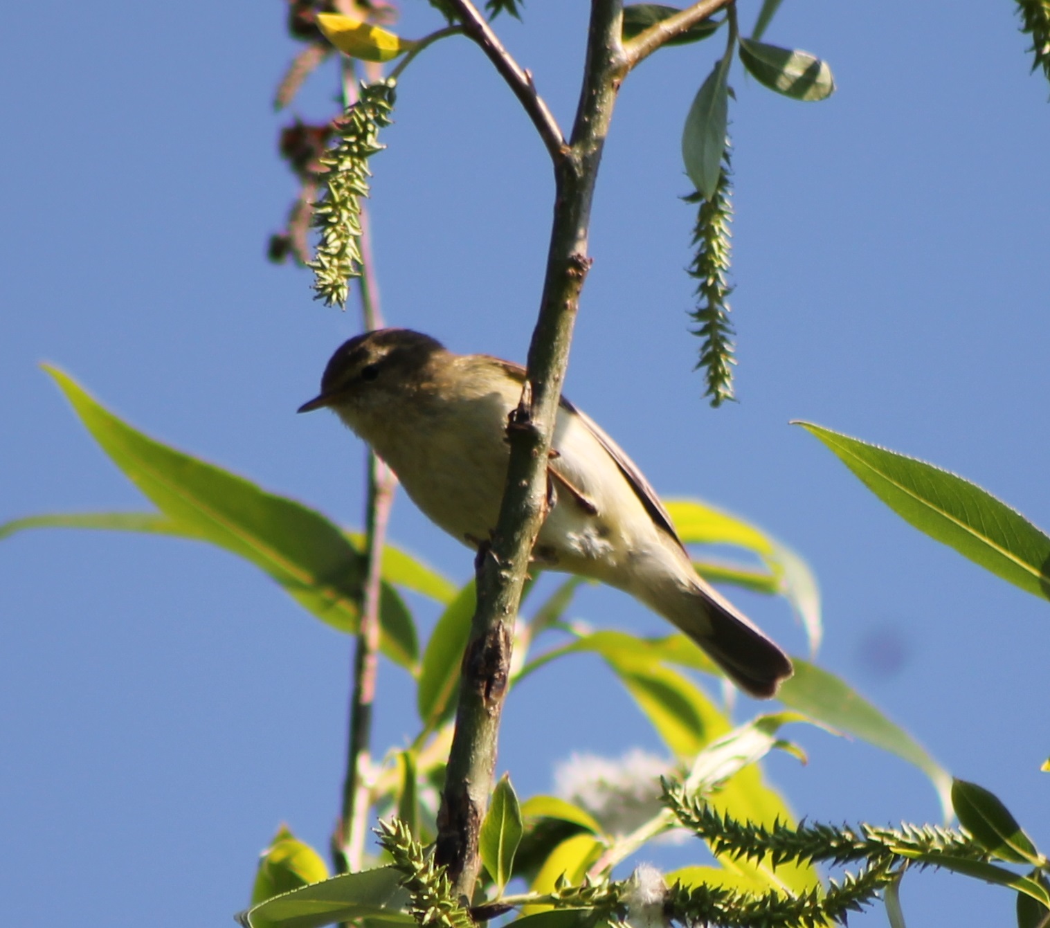 Some species of Warbler