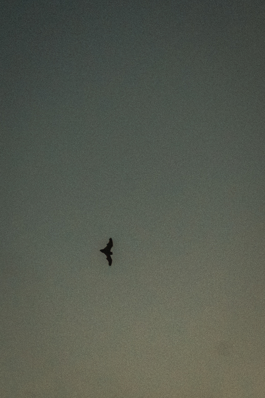 Some type of bat - Madeira