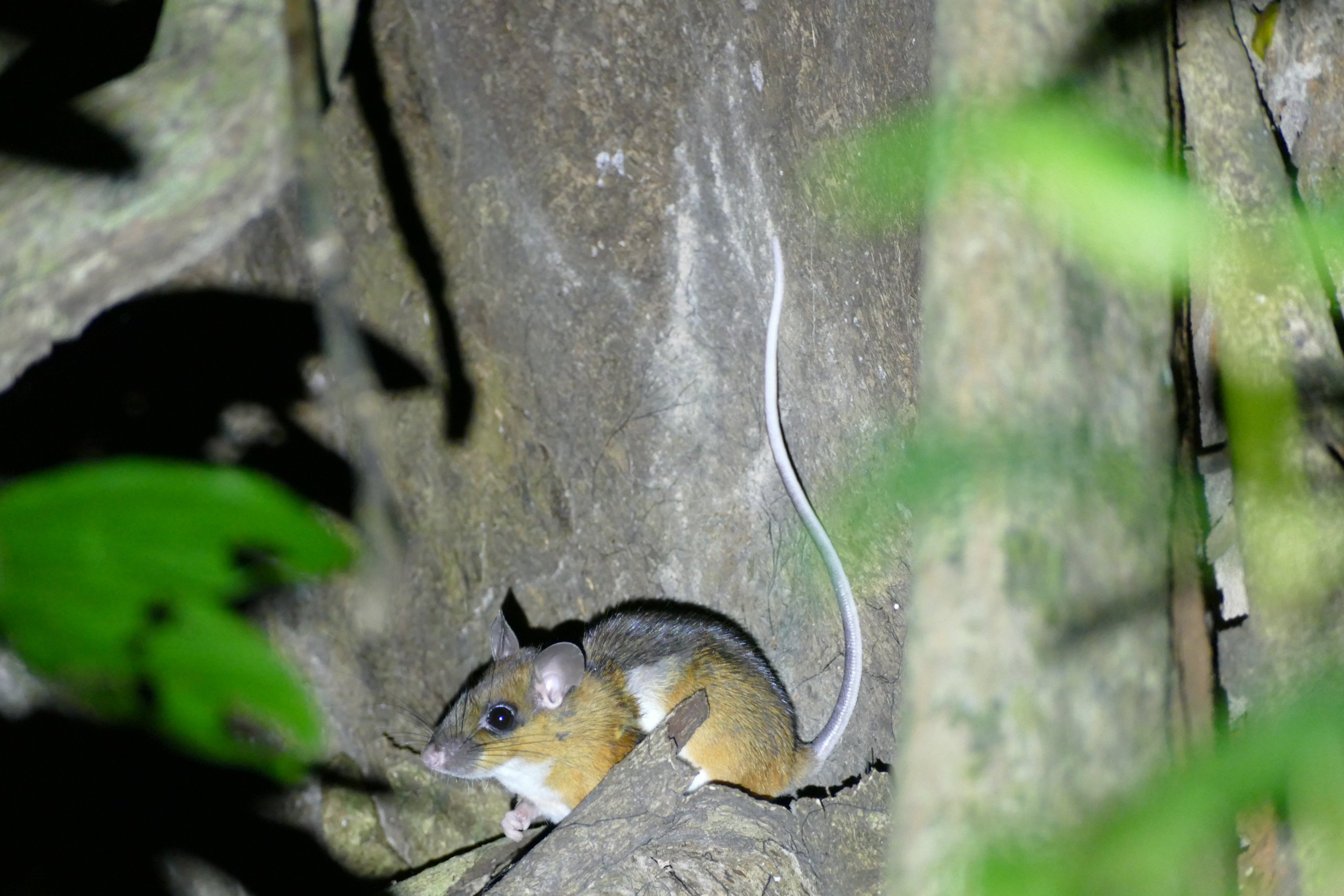 Some type of rodent (ID) - Taman Negara