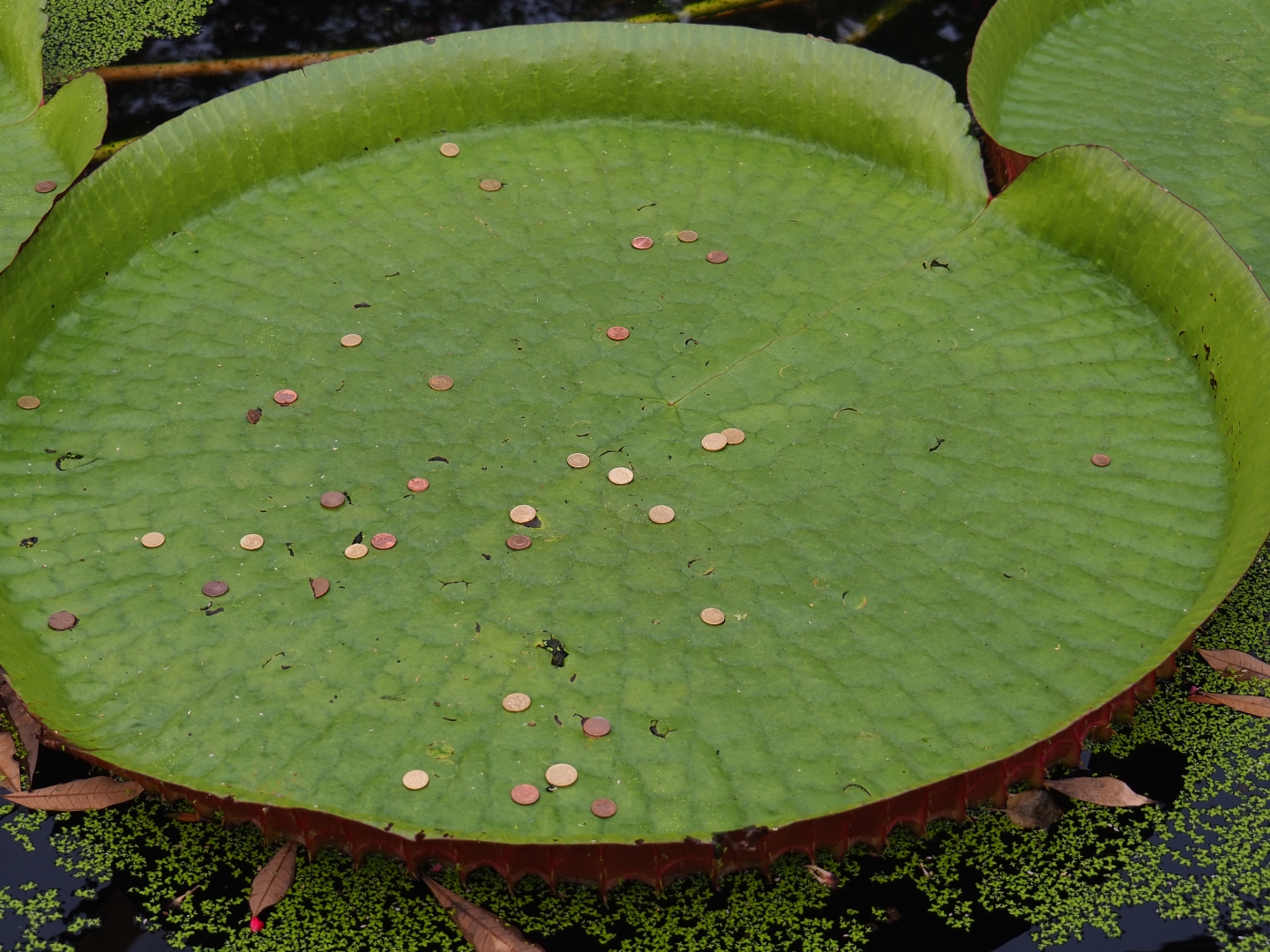 Some visitors ... Just why? (Nov 10th, 2018)