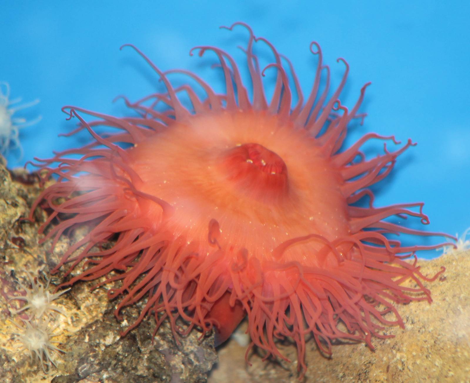 Somekind of sea-anemone