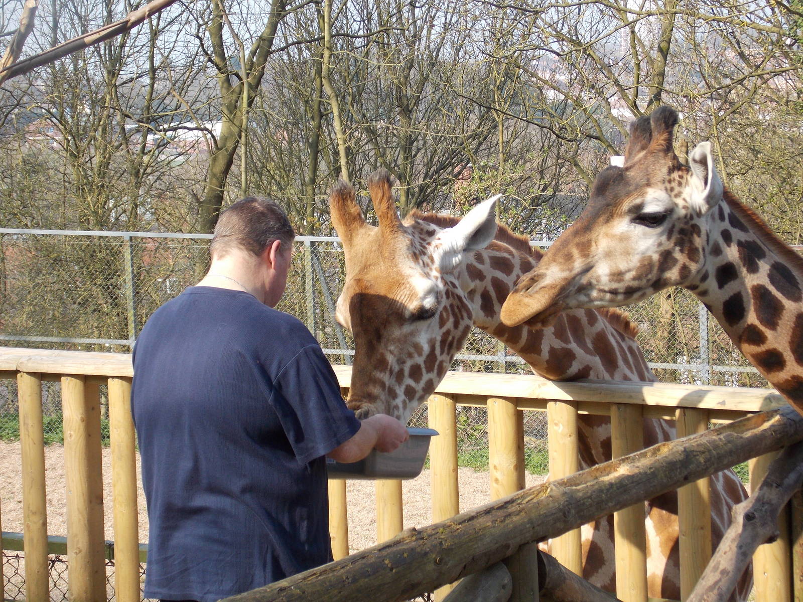 Someone being a zookeeper for the day