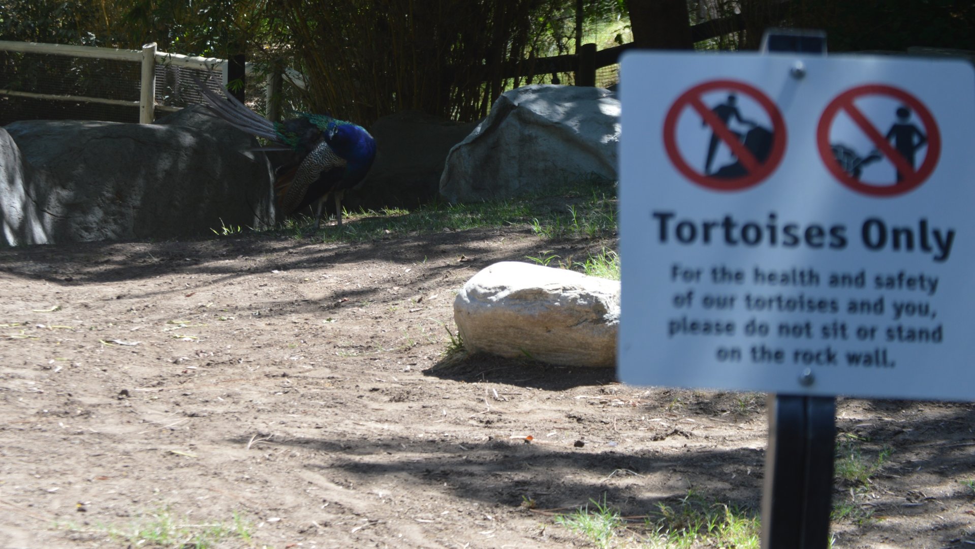 Someone clearly didn't read the sign (Pavo cristatus)
