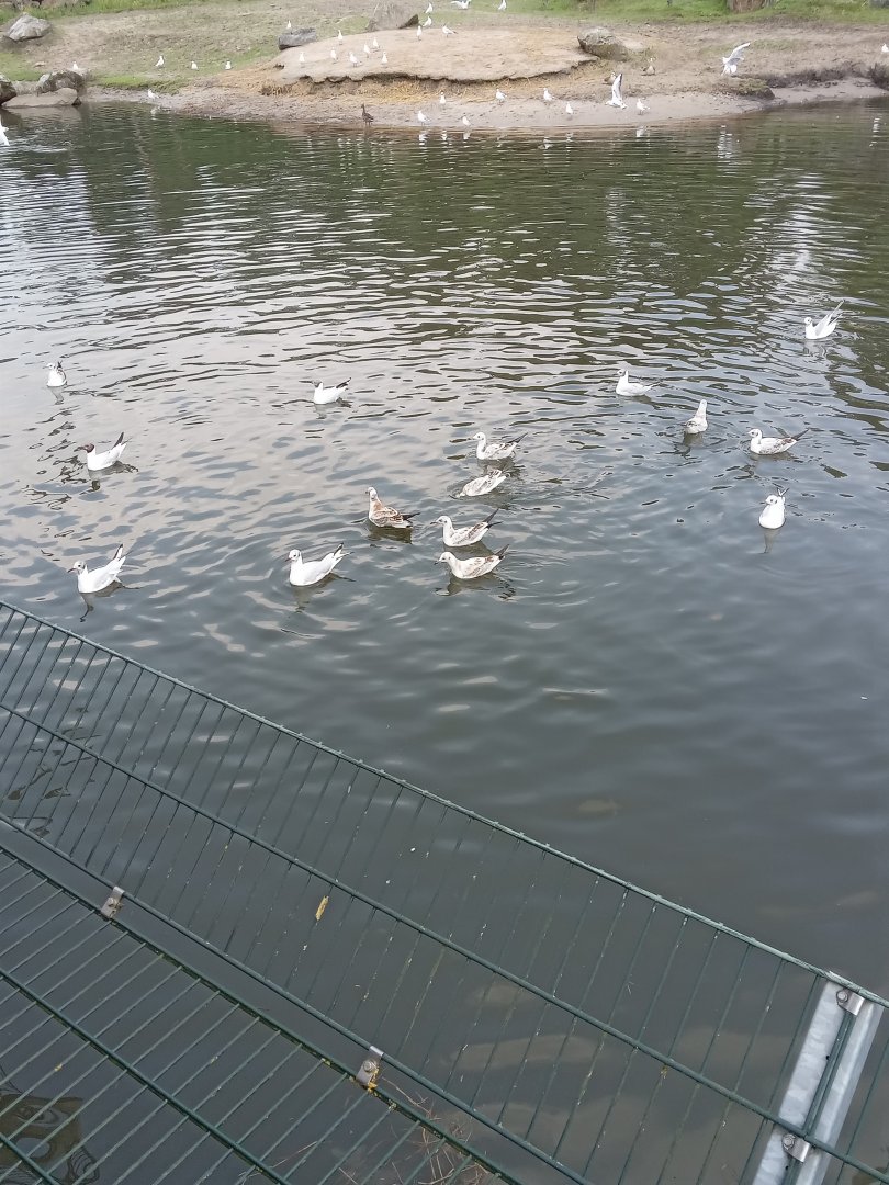 someone was throwing bread into the hippo habitat