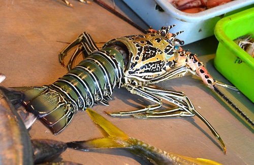 Someone's next meal...