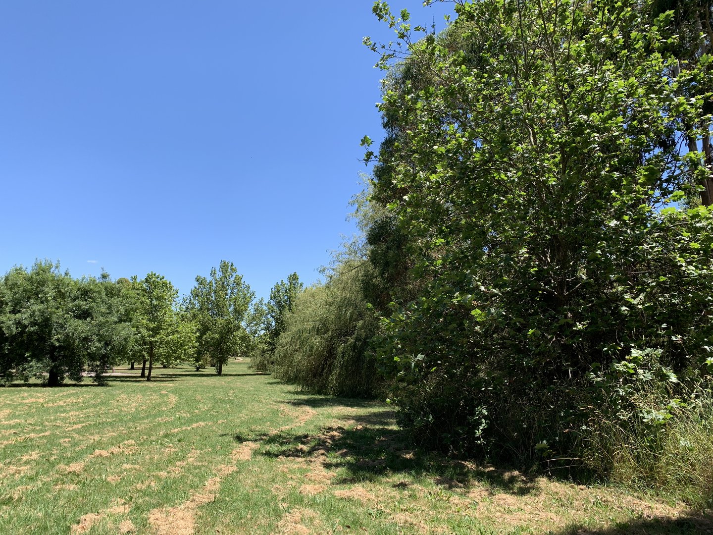 Somerset Park, Orange